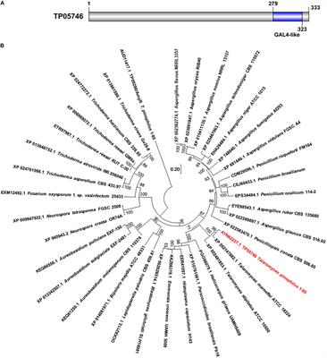 Identification of a Novel Transcription Factor TP05746 Involved in Regulating the Production of Plant-Biomass-Degrading Enzymes in Talaromyces pinophilus